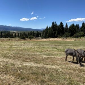 La ciudad de los primeros molinos patagónicos